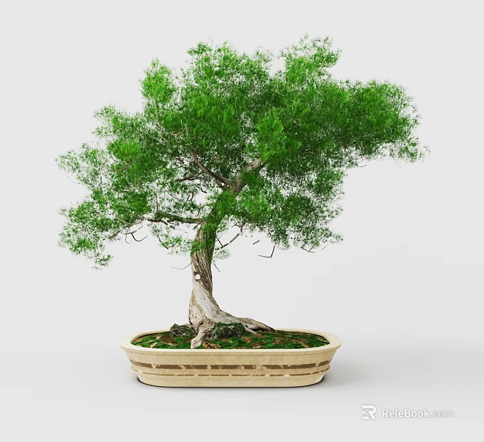 Artistic Bonsai Tree with Twisted Trunk Exposed Roots and Lush Green Leaves in Woven Pot 3d model
